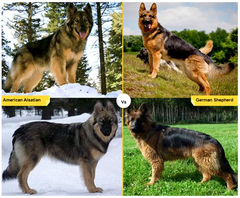 dogs that are similar to german shapherds